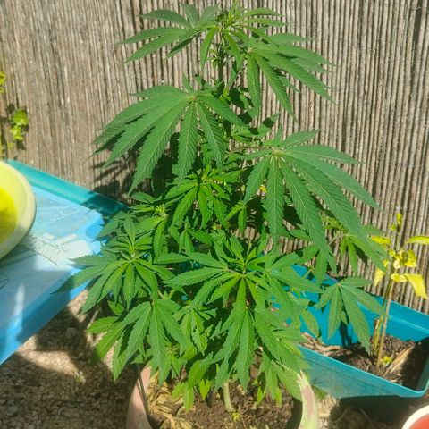 Ak47 growlog timeline photo