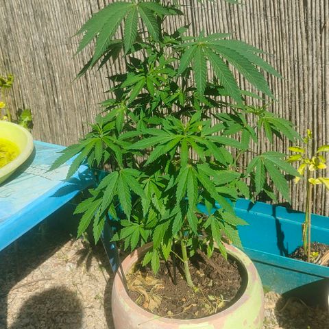 Ak47 growlog timeline photo
