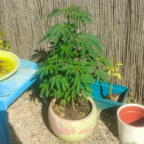 Ak47 growlog timeline photo