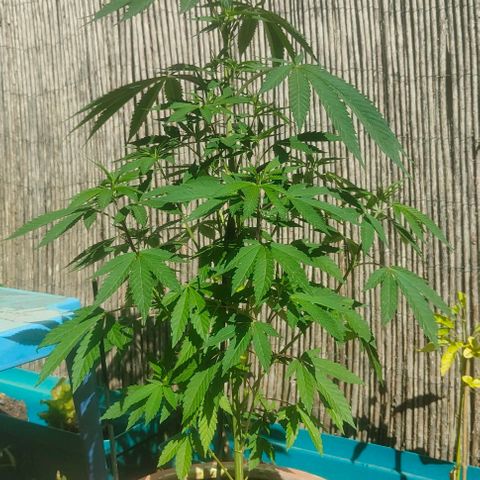 Ak47 growlog timeline photo