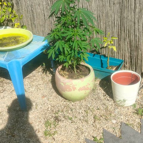 Ak47 growlog timeline photo