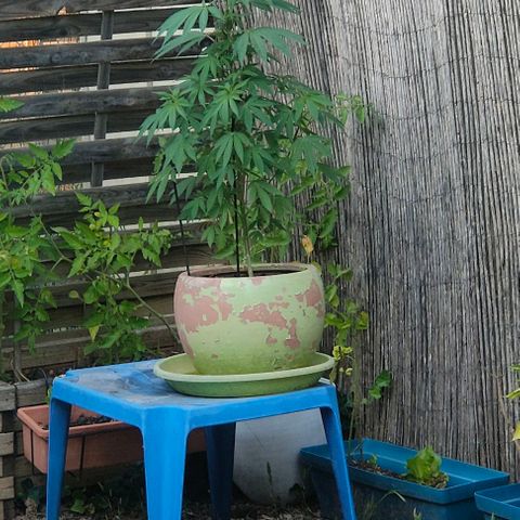 Ak47 growlog timeline photo