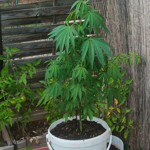 Ak47 growlog timeline photo