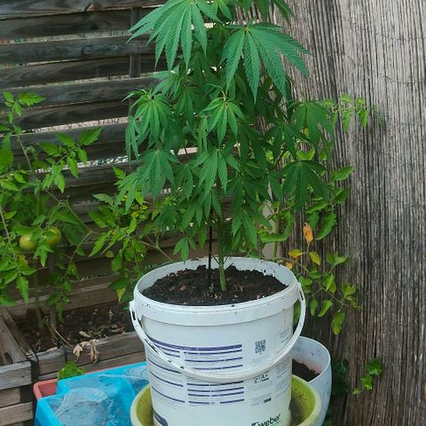 Ak47 growlog timeline photo