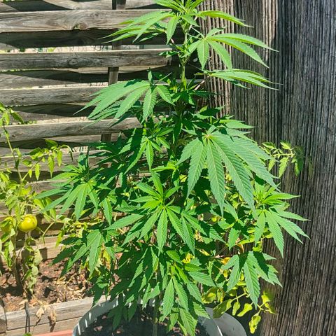Ak47 growlog timeline photo