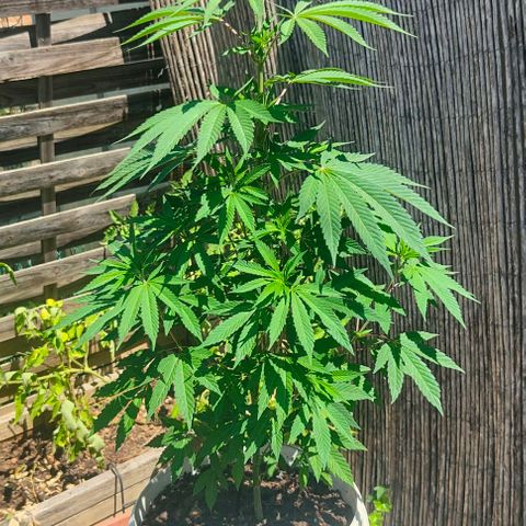 Ak47 growlog timeline photo