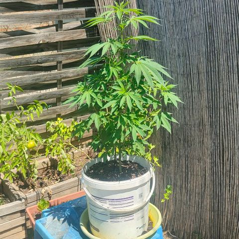Ak47 growlog timeline photo
