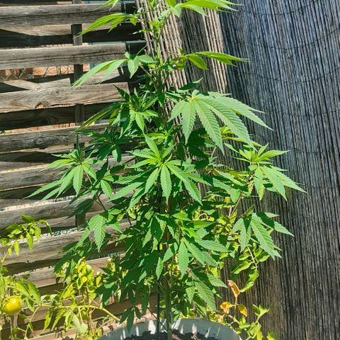 Ak47 growlog timeline photo