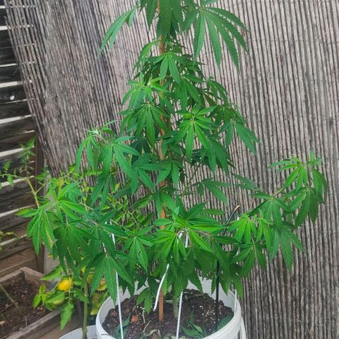 Ak47 growlog timeline photo