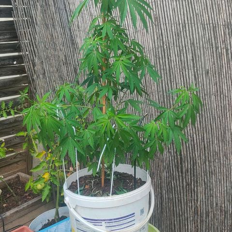 Ak47 growlog timeline photo