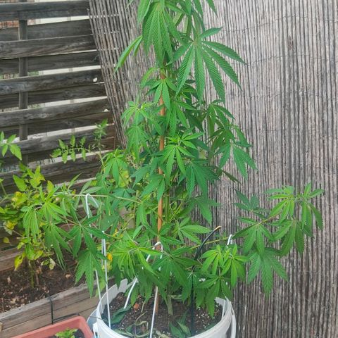 Ak47 growlog timeline photo