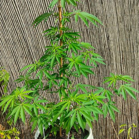 Ak47 growlog timeline photo