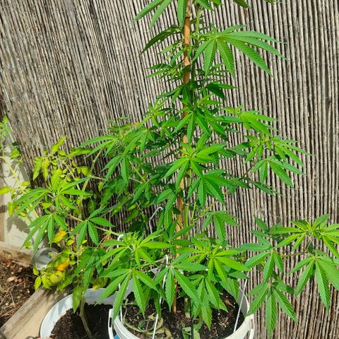 Ak47 growlog timeline photo