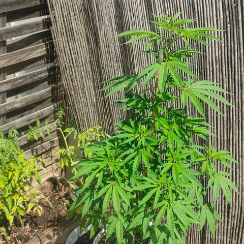 Ak47 growlog timeline photo