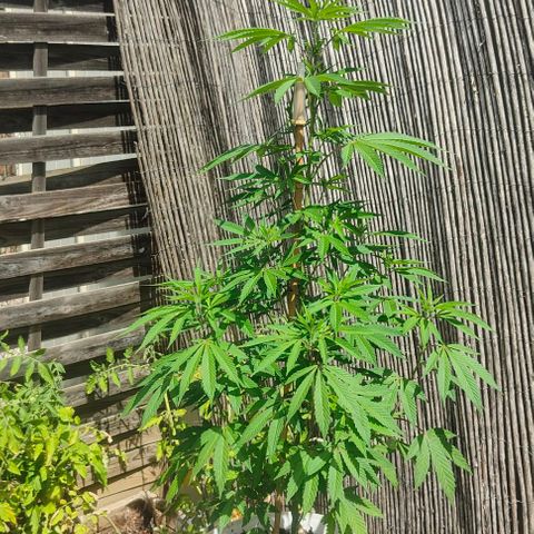 Ak47 growlog timeline photo