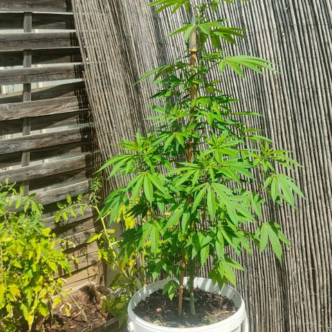 Ak47 growlog timeline photo