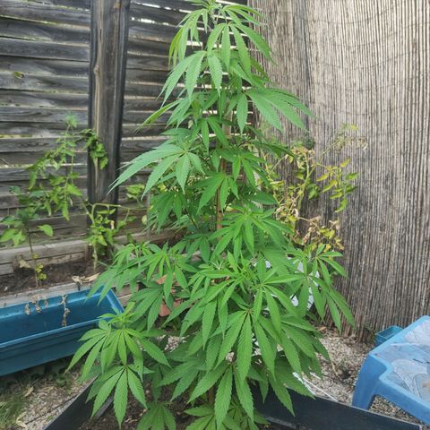 Ak47 growlog timeline photo
