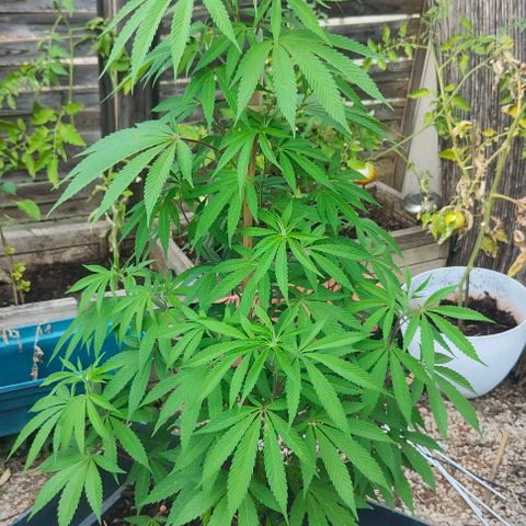 Ak47 growlog timeline photo