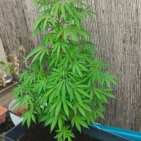 Ak47 growlog timeline photo