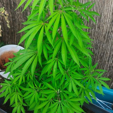 Ak47 growlog timeline photo