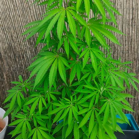 Ak47 growlog timeline photo