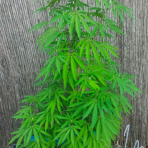 Ak47 growlog timeline photo