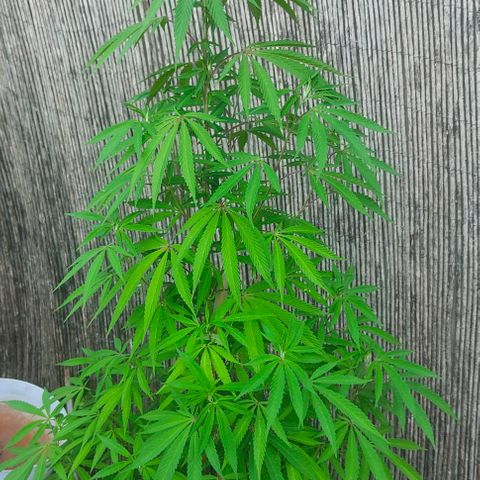 Ak47 growlog timeline photo