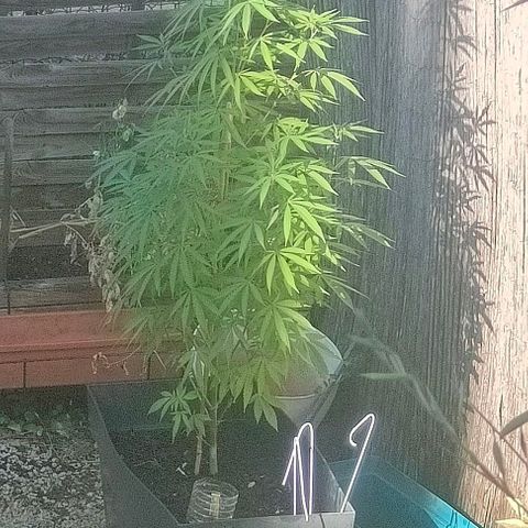 Ak47 growlog timeline photo