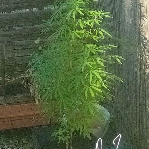 Ak47 growlog timeline photo