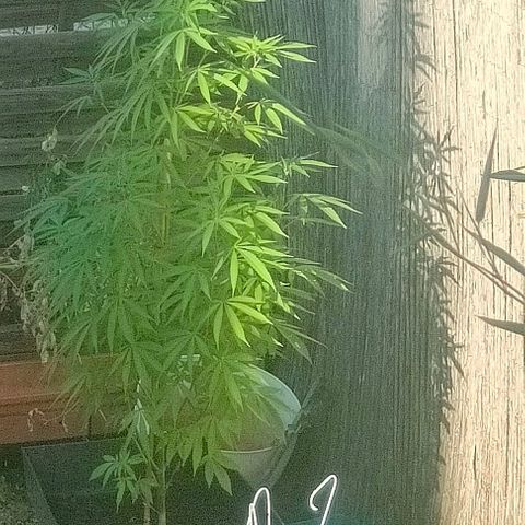 Ak47 growlog timeline photo