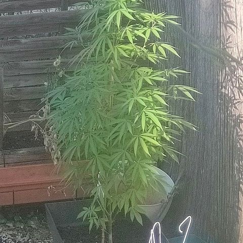 Ak47 growlog timeline photo