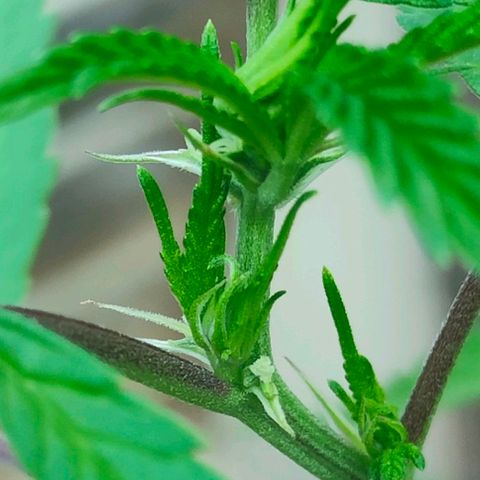 Ak47 growlog timeline photo