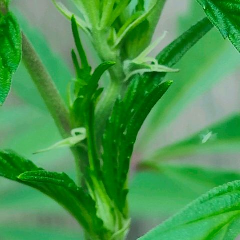 Ak47 growlog timeline photo