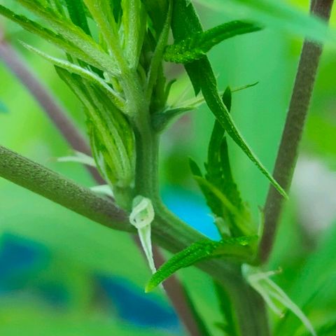 Ak47 growlog timeline photo