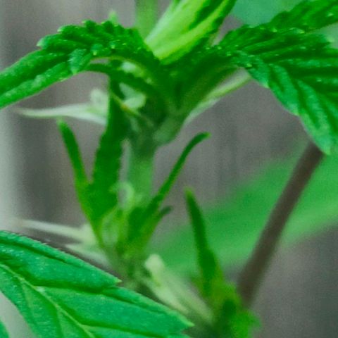 Ak47 growlog timeline photo