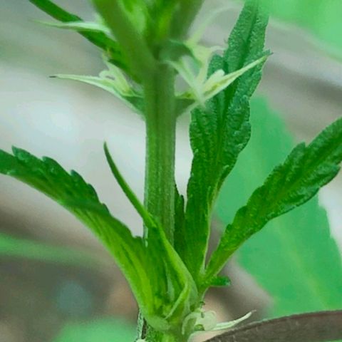 Ak47 growlog timeline photo