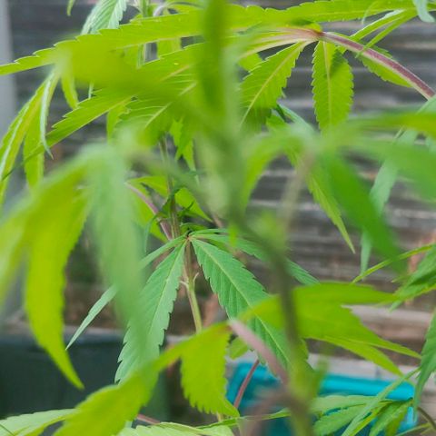 Ak47 growlog timeline photo