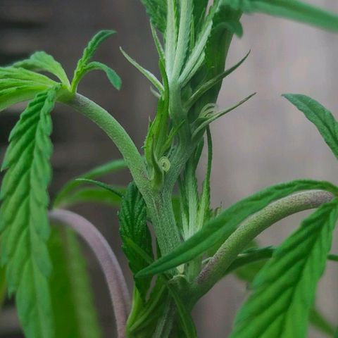 Ak47 growlog timeline photo