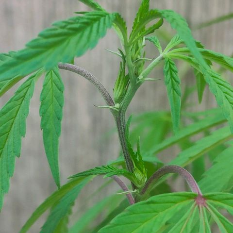 Ak47 growlog timeline photo