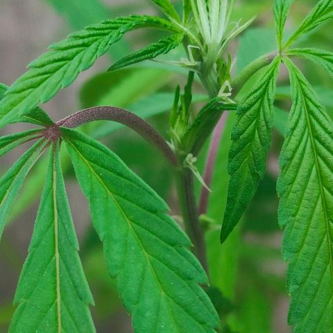 Ak47 growlog timeline photo