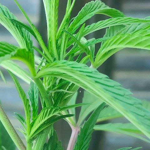 Ak47 growlog timeline photo