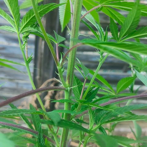 Ak47 growlog timeline photo