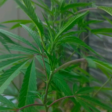 Ak47 growlog timeline photo