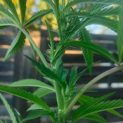 Ak47 growlog timeline photo
