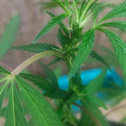 Ak47 growlog timeline photo
