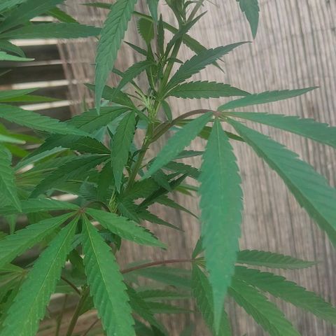 Ak47 growlog timeline photo