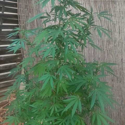 Ak47 growlog timeline photo