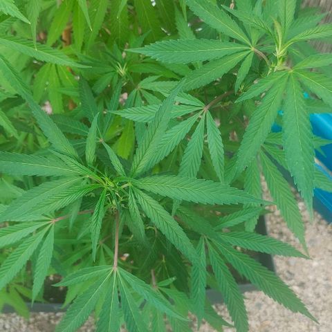 Ak47 growlog timeline photo