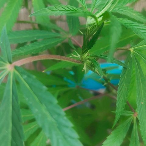 Ak47 growlog timeline photo