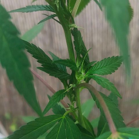 Ak47 growlog timeline photo
